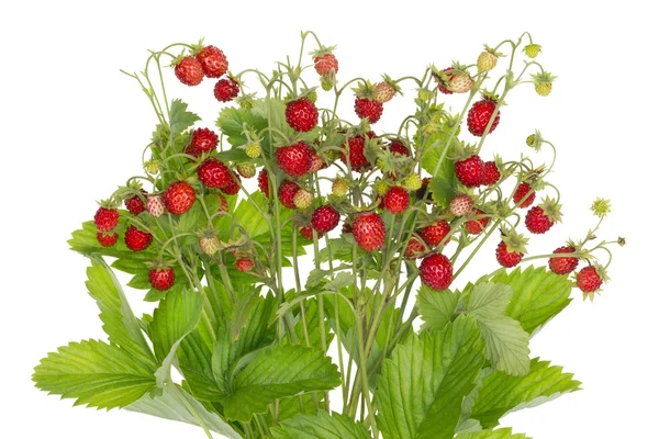 Ideale aardbeien geïsoleerd — Stockfoto