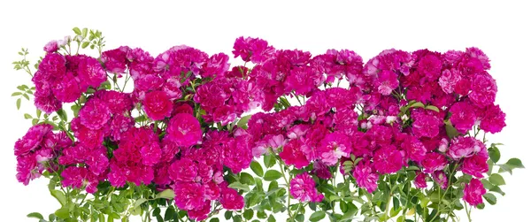 Stora rosa rosor blommor hedge — Stockfoto