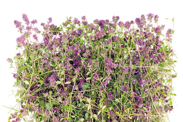 Erba di fiori di timo (origano ) — Foto Stock