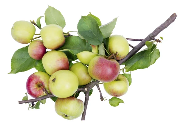 Real summer apples on branch — Stock Photo, Image