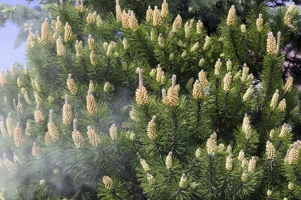 Spargimento di polline di pino — Foto Stock