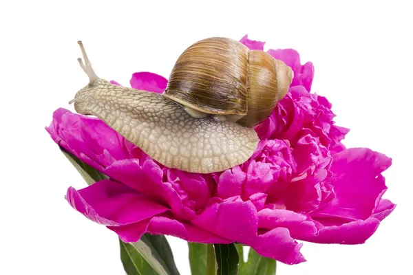 葡萄蜗牛上粉红色 peiny — 图库照片