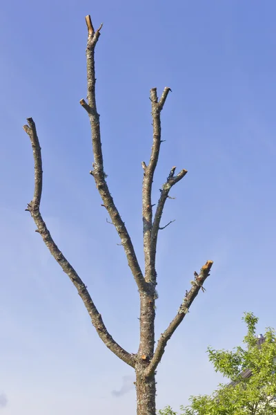 Gedroogde pruimenboom — Stockfoto