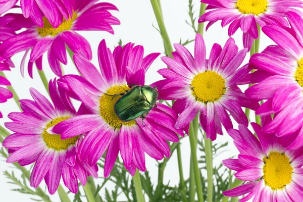 Grüne Käfer auf rosa Gänseblümchen — Stockfoto