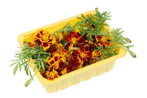 Bloemen van saffraan — Stockfoto