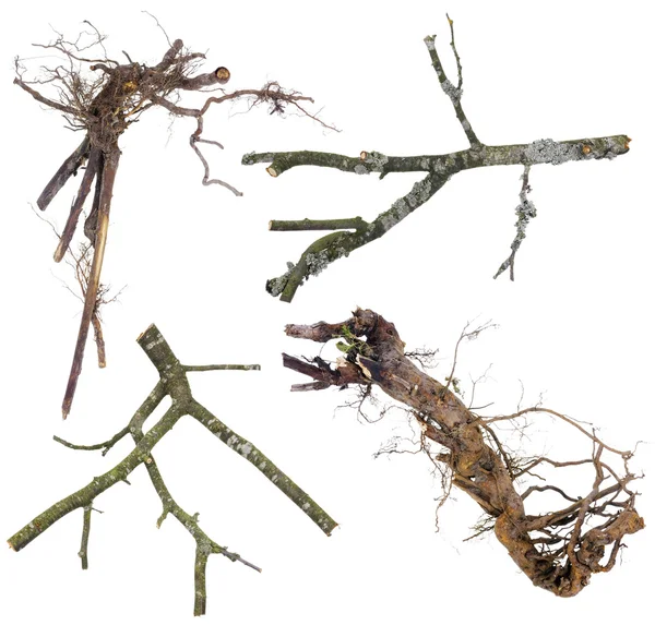 Branches and roots set for Halloween — Stock Photo, Image