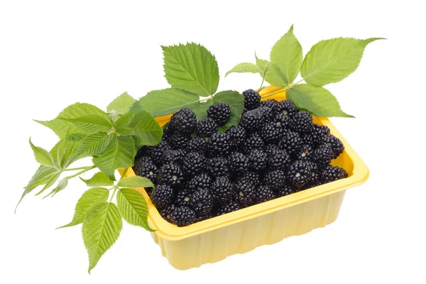 Blackberries in a yellow plastic container — Stock Photo, Image