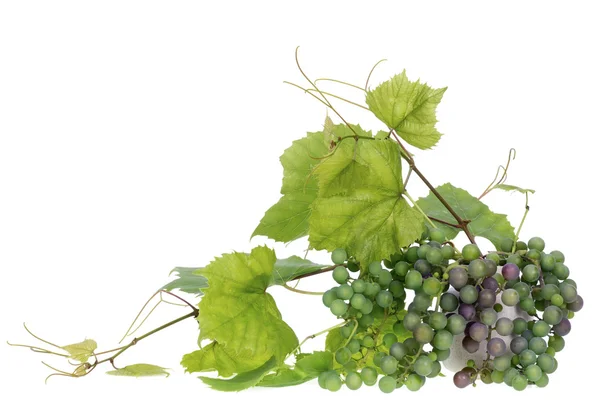 Minimalistic bouquet- Jgreen grapes branches — Stock Photo, Image