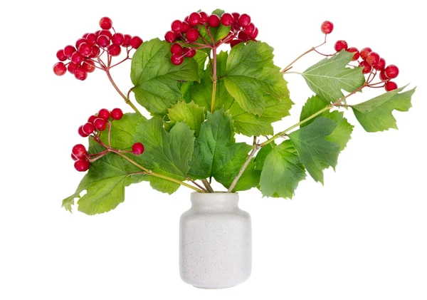 Minimalistischer Strauß - russische Viburnum-Beeren an Zweigen — Stockfoto