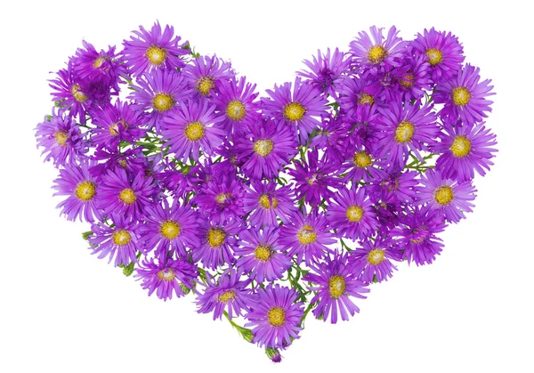 Heart from magenta chrysanthemums — Stock Photo, Image