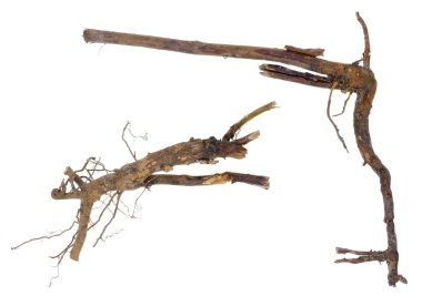 Cadılar Bayramı silah tabanca tabanca kökleri konsepti