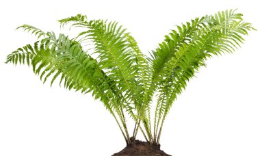 fern orman gerçek bush izole