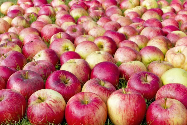 Manzanas rojas dulces en la hierba — Foto de Stock