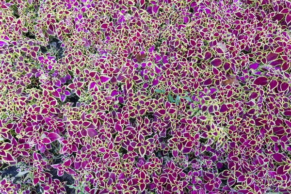 Fondo floral de naturaleza abstracta — Foto de Stock