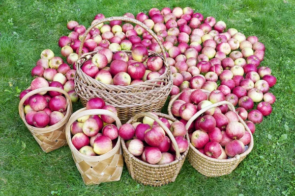 Nuestras manzanas para ti — Foto de Stock
