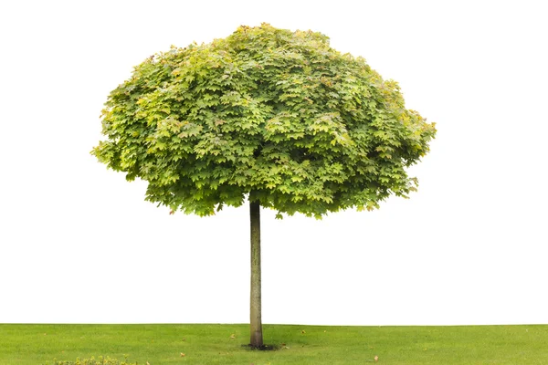 Maple isolated tree — Stock Photo, Image