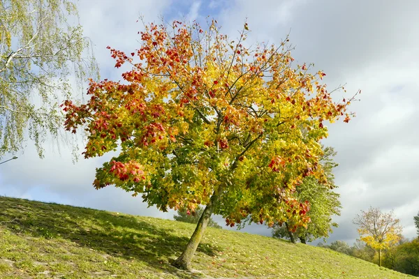 Colored lonely autunm maple tree — Stock Photo, Image