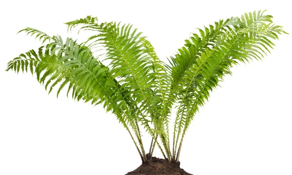 Fern forest echte bush geïsoleerd — Stockfoto