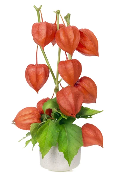 Minimalistisk bukett - röda valentine hjärtan — Stockfoto