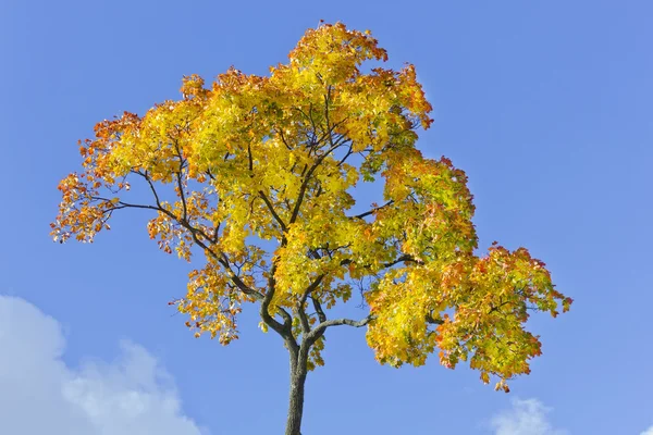 Gouden kroon — Stockfoto