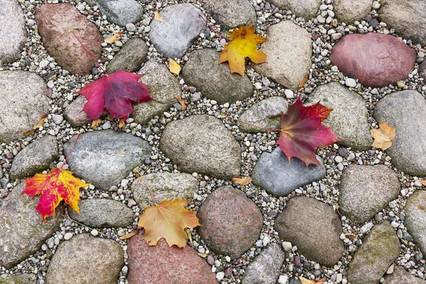 Folhas de outono de bordo na rua — Fotografia de Stock