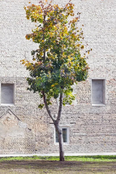 Einsamer Ahornbaum — Stockfoto