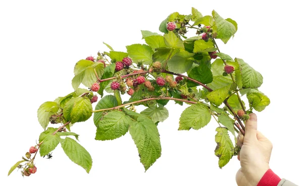 Branches of autumn wild forest raspberries — Stock Photo, Image