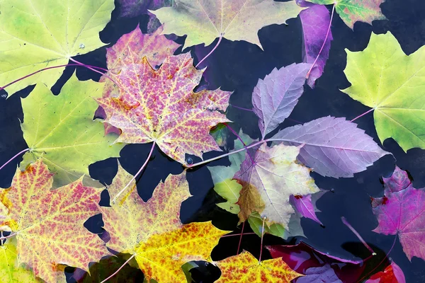 Mapleleaves en el agua — Foto de Stock