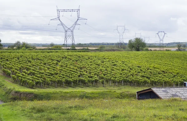 Franse wijngaarden landschap — Stockfoto