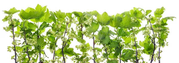 Currant flowers branches — Stock Photo, Image