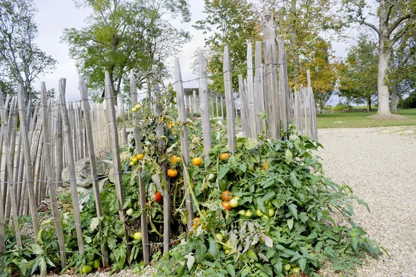 Arbusto de tomates grandes — Fotografia de Stock