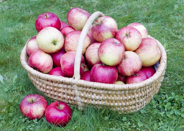 Nuestras manzanas para ti — Foto de Stock