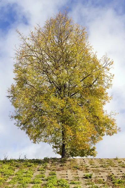 Sunny autumn tree on sky — Stock Photo, Image