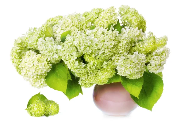 Velké svěží kytici bílých hortenzie — Stock fotografie