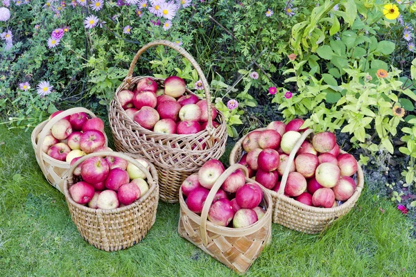 Gula söta äpplen i korgar — Stockfoto