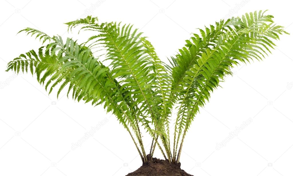 Fern forest real bush isolated
