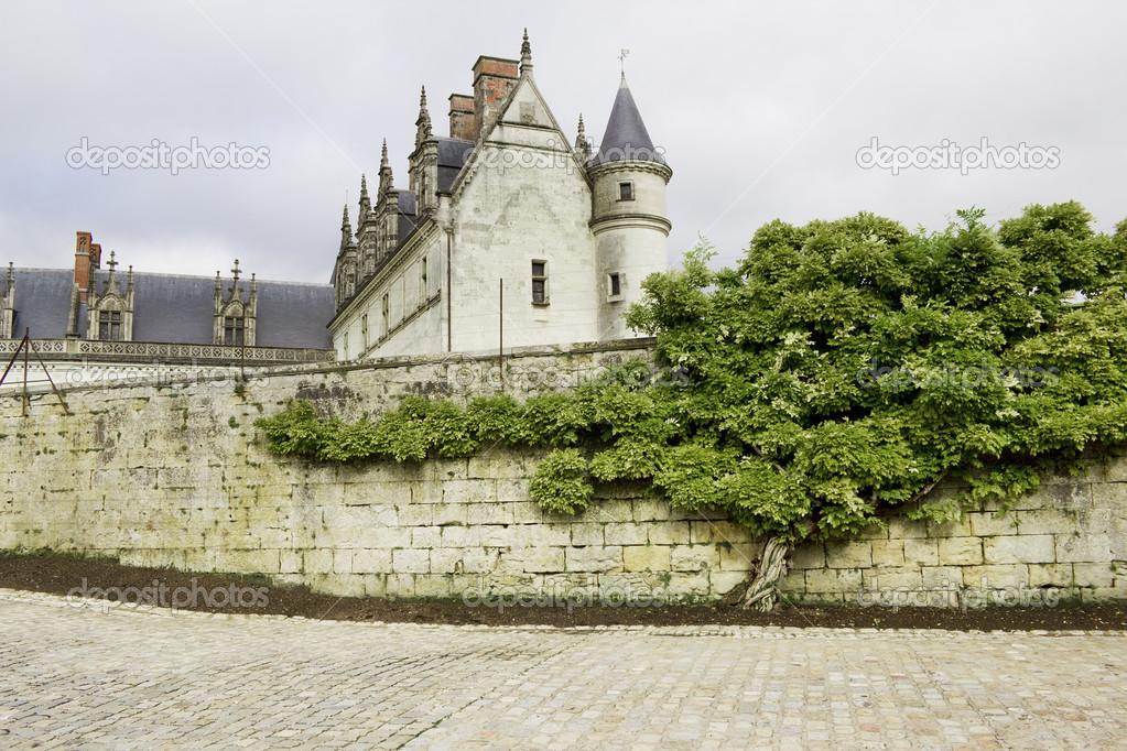 Old castle and tree