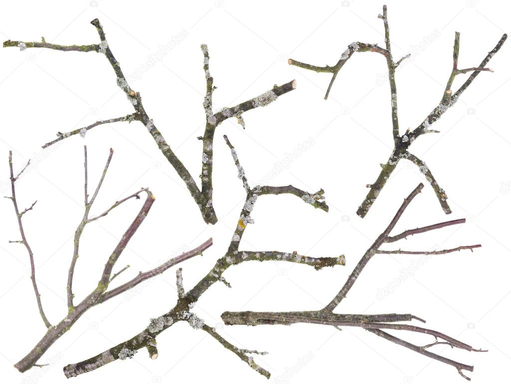 Old apple and cherries tree branches isolated