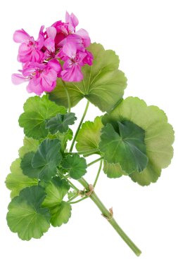 Ideal pink flower Geranium clipart