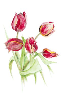 Bahar kırmızı laleler