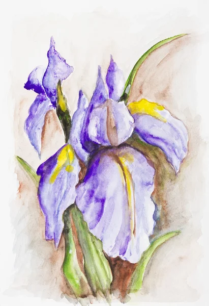Irises blue flowers on brown — Stock Photo, Image
