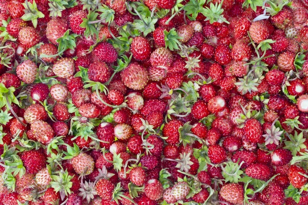 Forest Summer wild strawberries — Stock Photo, Image