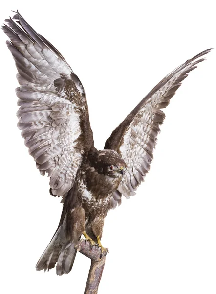 Forest eagle - falcon — Stock Photo, Image