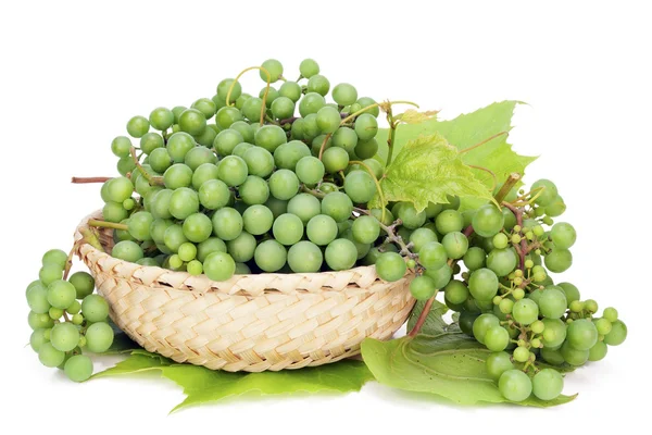 Green grapes for dry wine — Stock Photo, Image