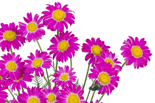 Pink daisies isolated — Stock Photo, Image