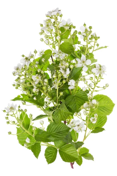 Wiosna backberry białe kwiaty — Zdjęcie stockowe