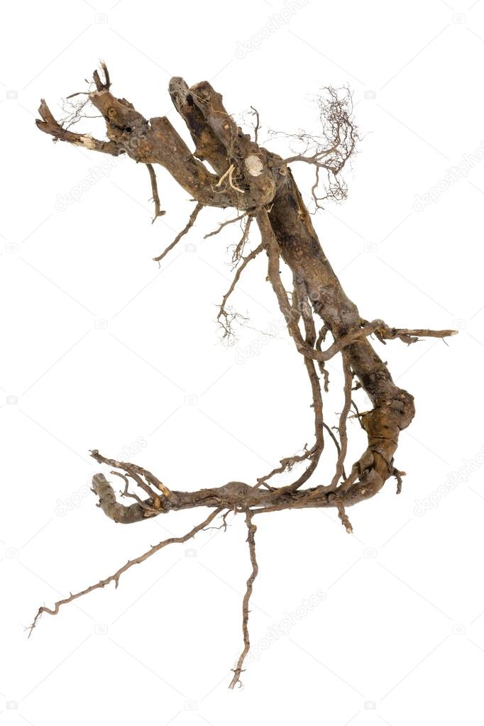 Jumping root concept — Stock Photo © vilaxlt #19973285