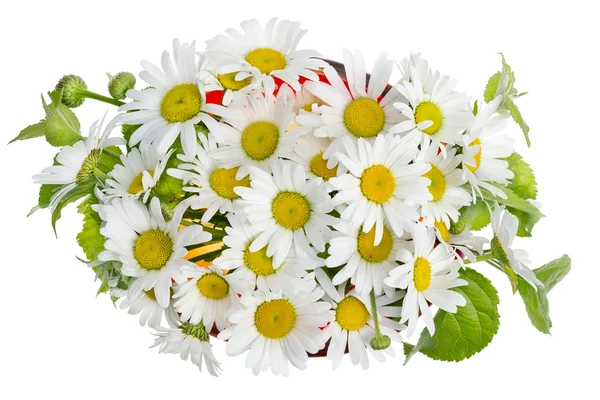Minimalistic bouquet - white camomile flowers — Stock Photo, Image