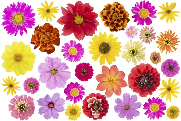 Flowers big set isolated — Stock Photo, Image