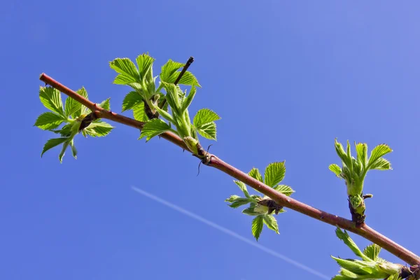 Rama de primavera y jet — Foto de Stock